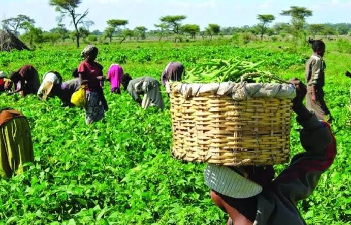 THE PREDICAMENT OF NIGERIAN FARMERS: A GROWING THREAT TO FOOD SECURITY